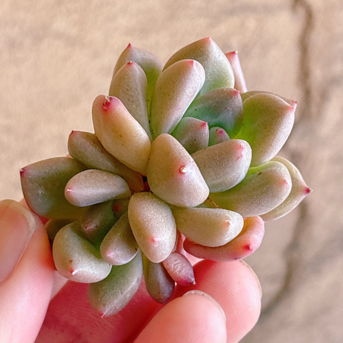 多肉植物