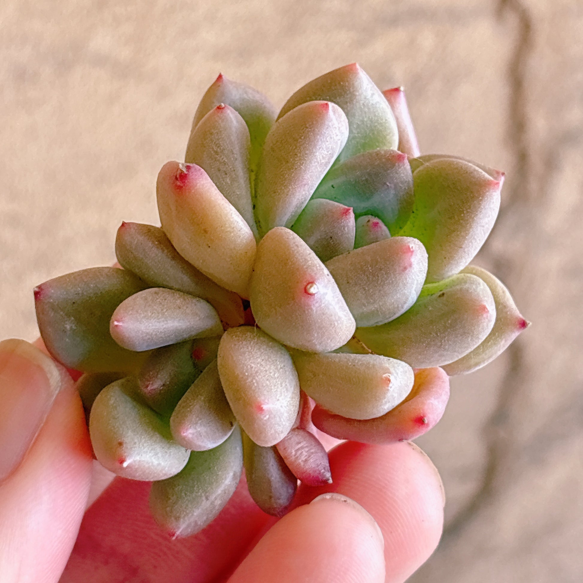 多肉植物