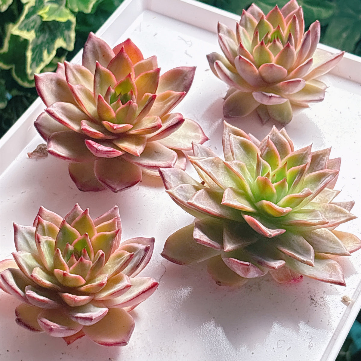 多肉植物