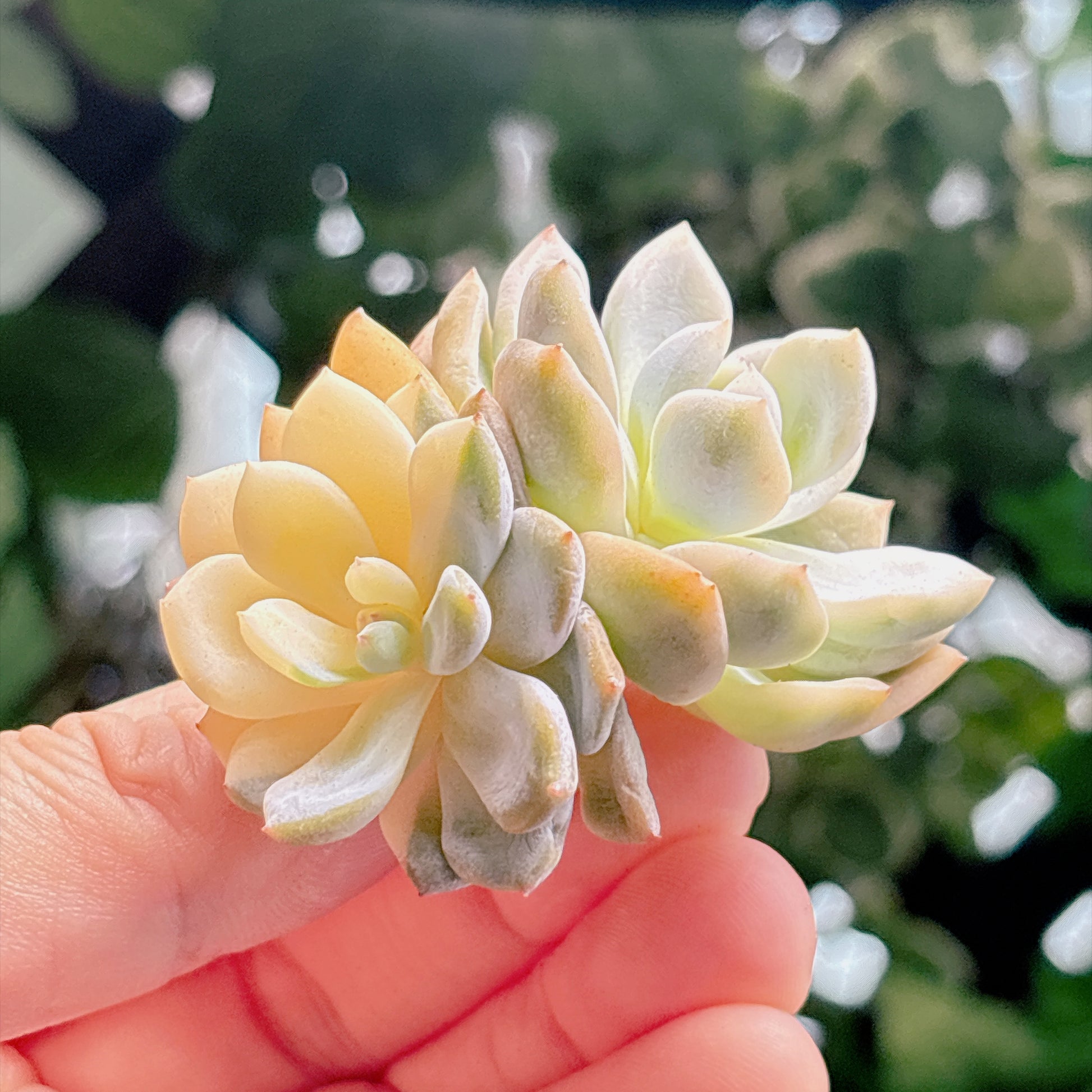 多肉植物