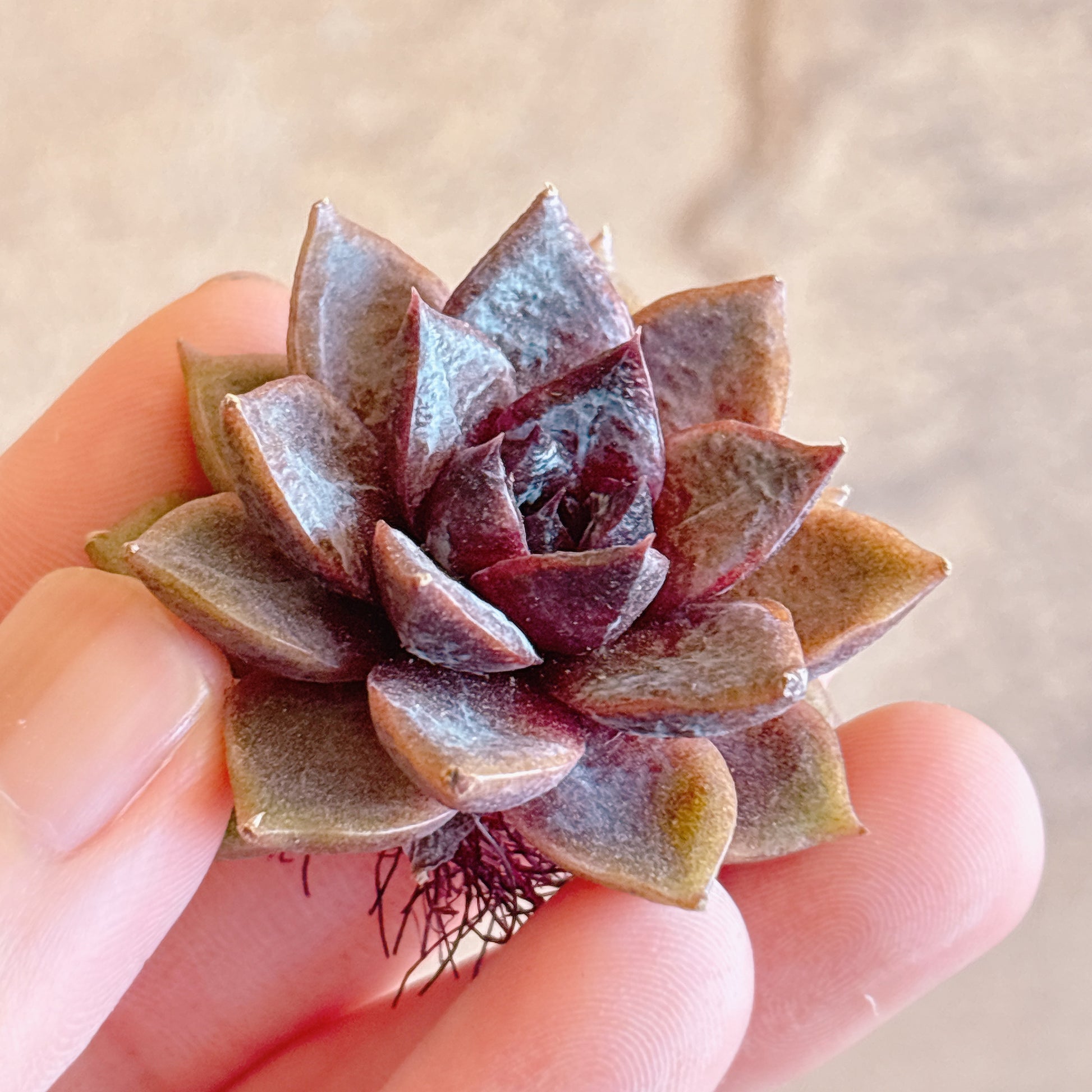 多肉植物