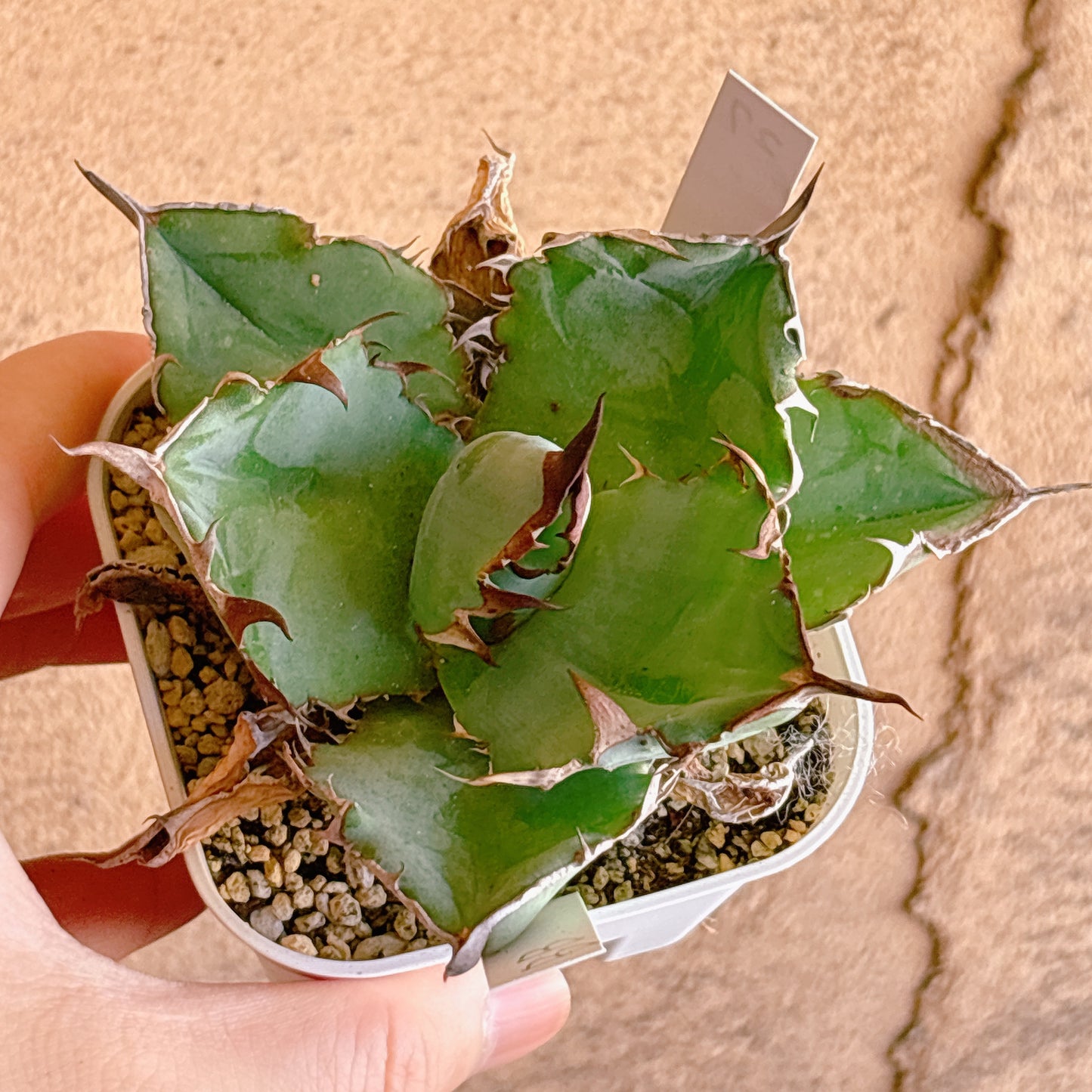 多肉植物