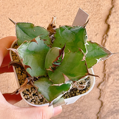 多肉植物