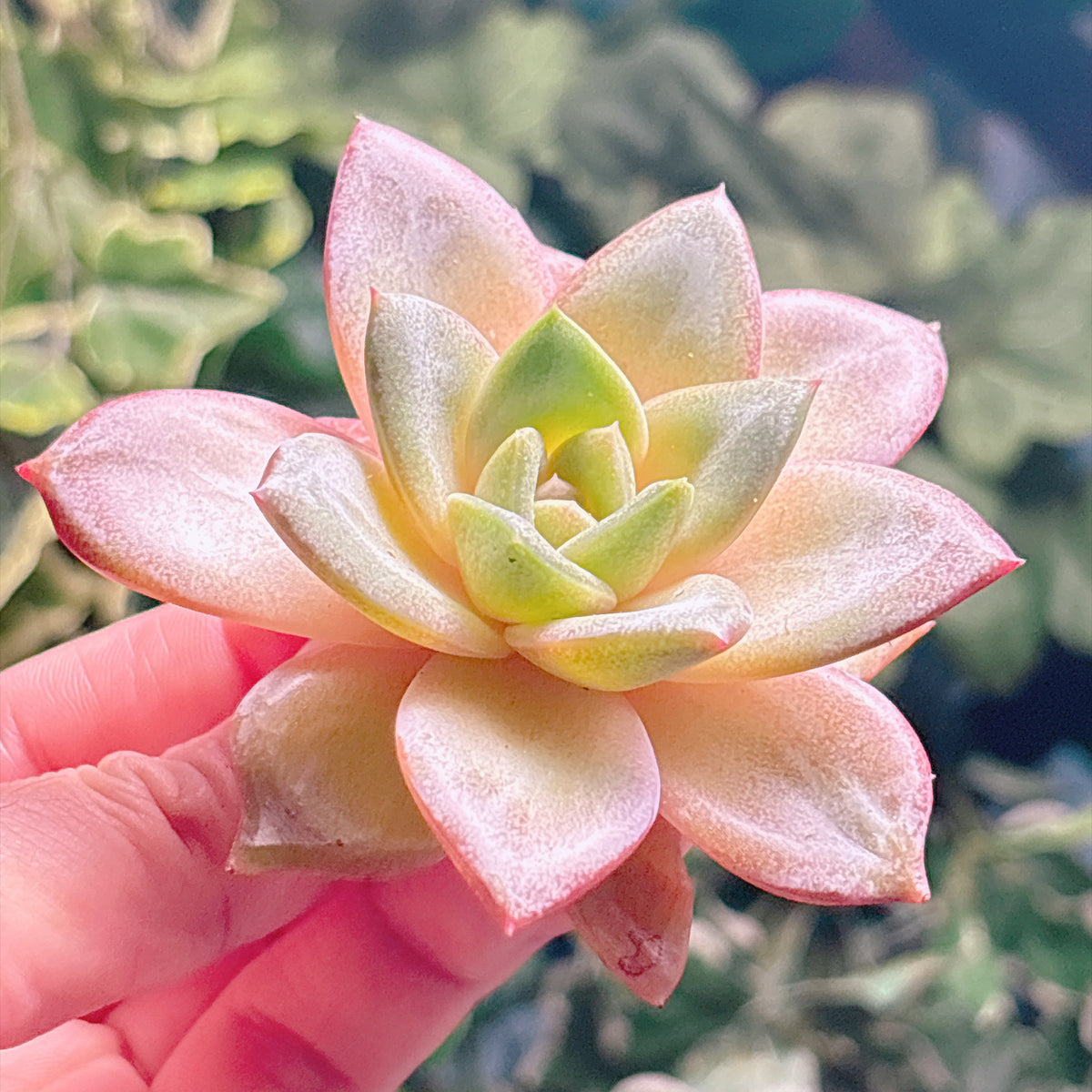 多肉植物