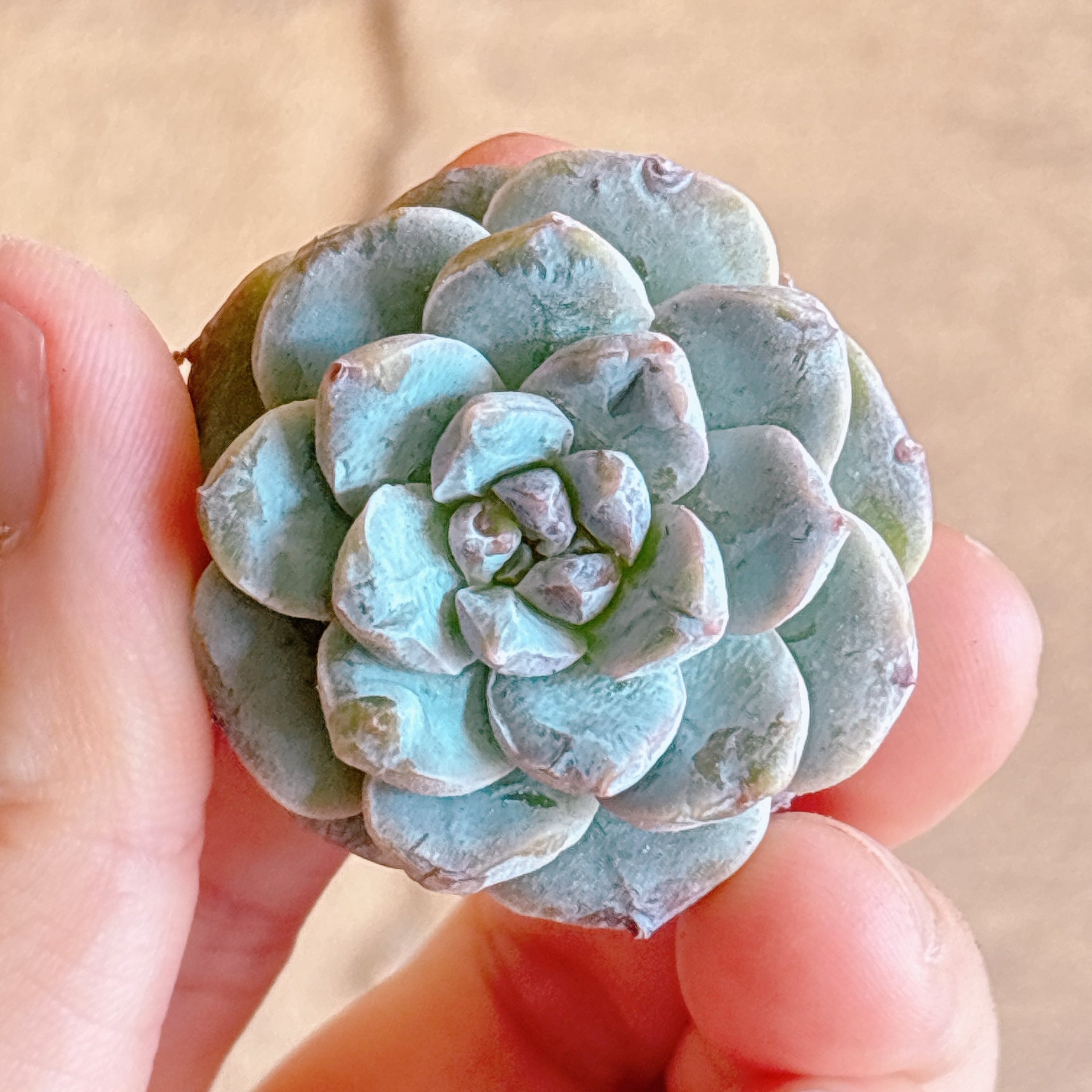 多肉植物の販売・通販サイト | Bull Succulent(ブルサキュレント)