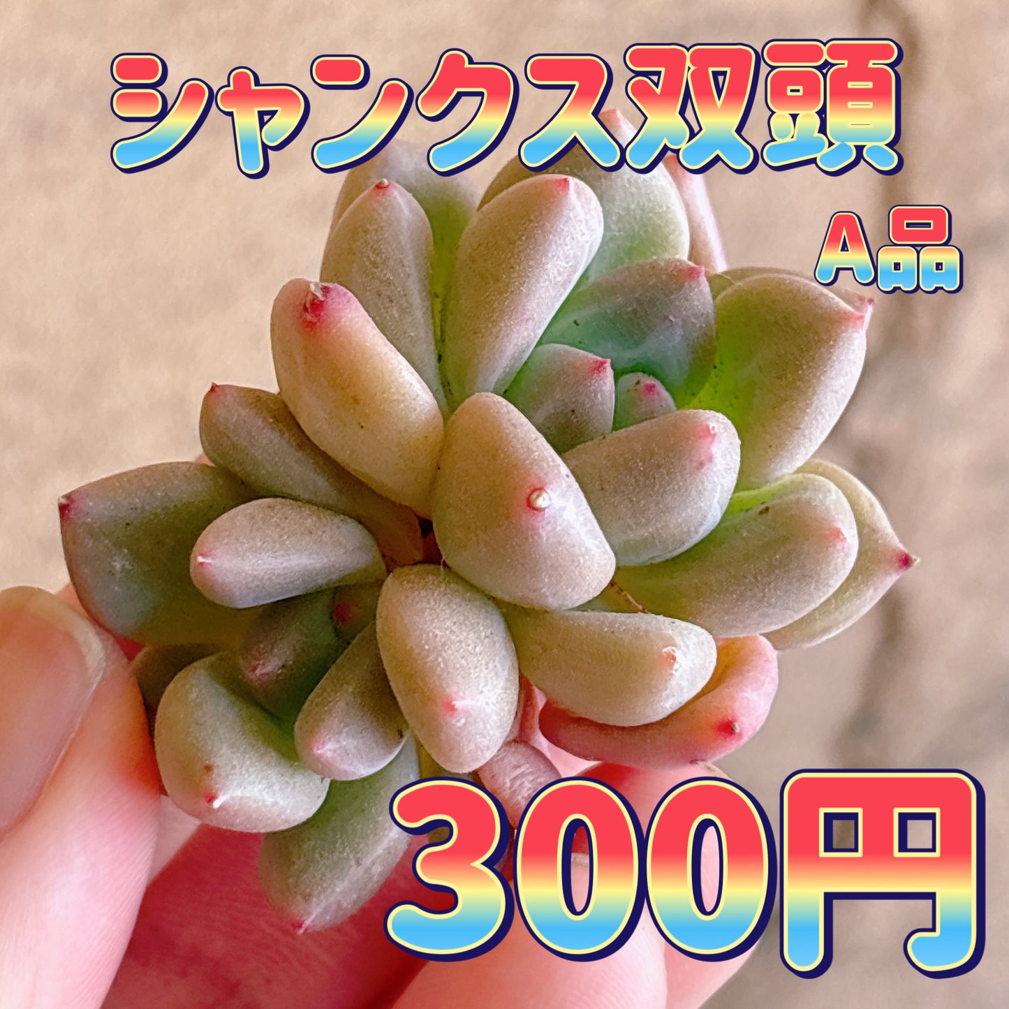 シャンクス双頭　A品　カット苗