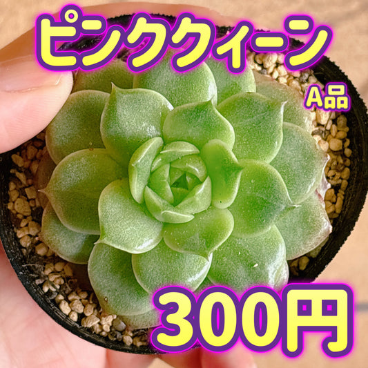 ピンククィーン　A品　根付き苗