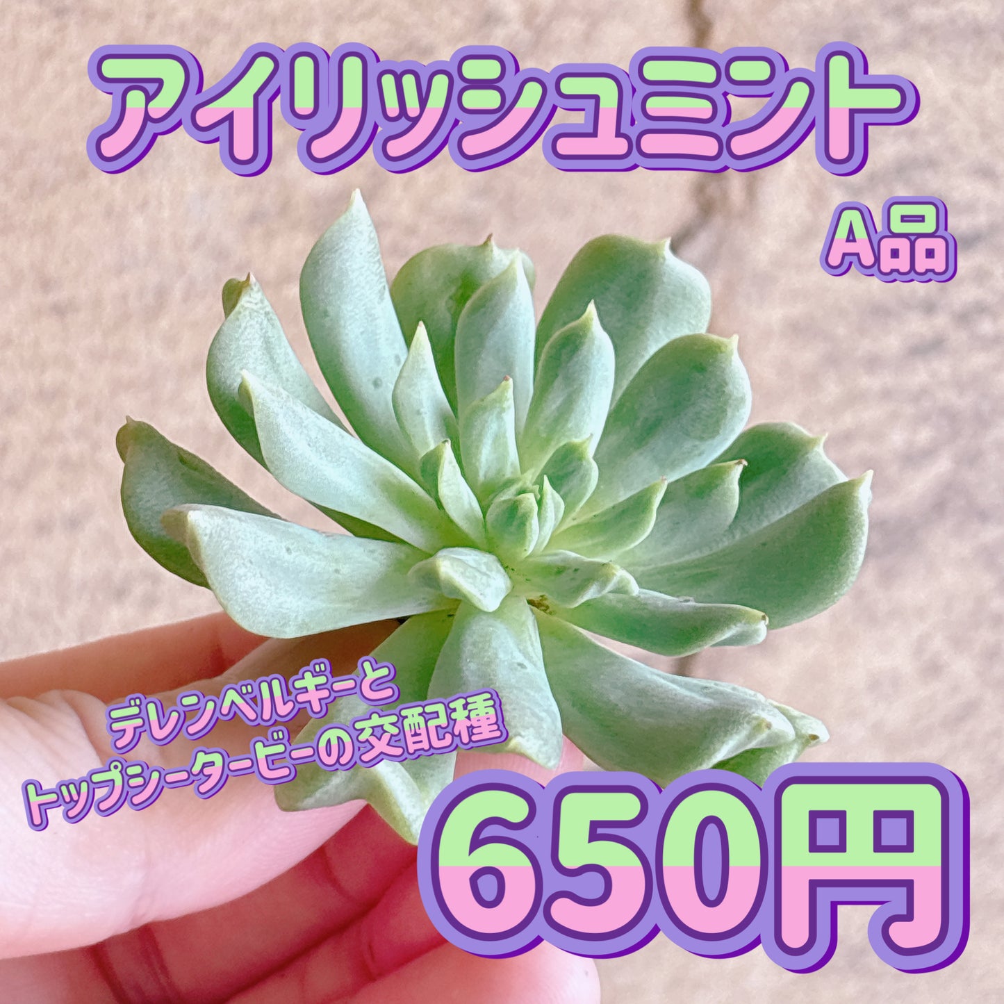 アイリッシュミント　A品　カット苗