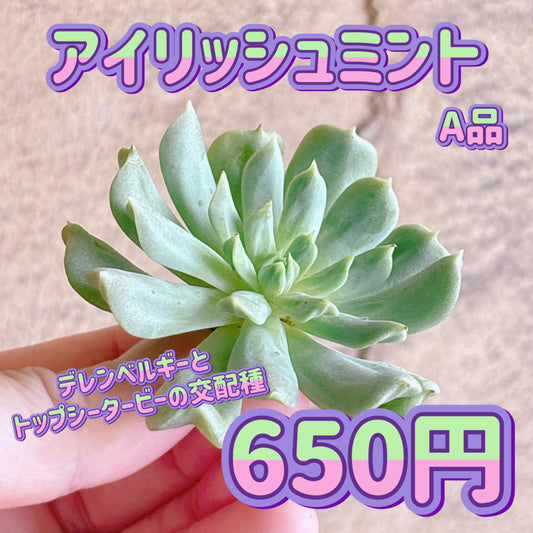 アイリッシュミント　A品　カット苗