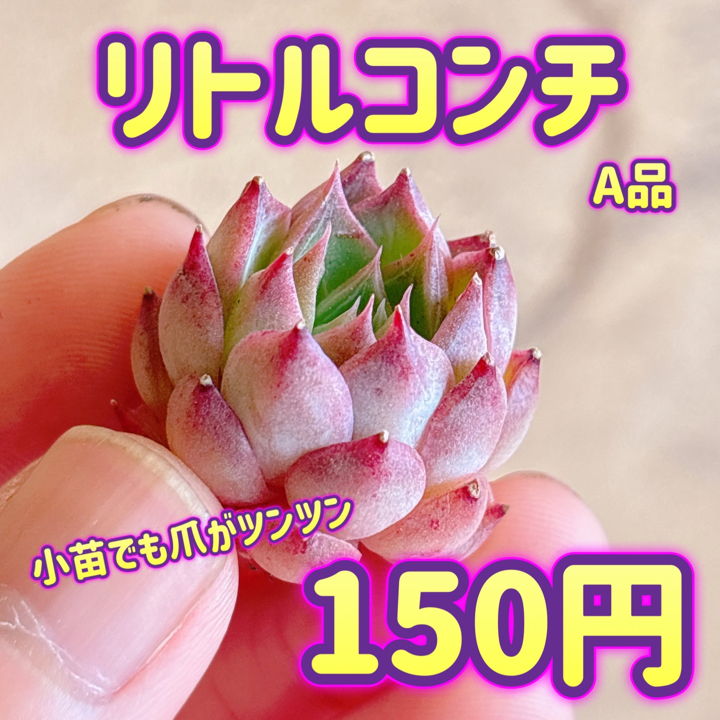 リトルコンチ　A品　カット苗