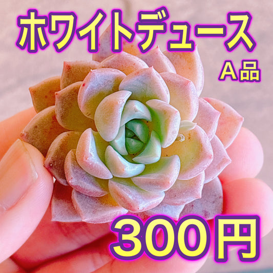 ホワイトデュース　A品　カット苗