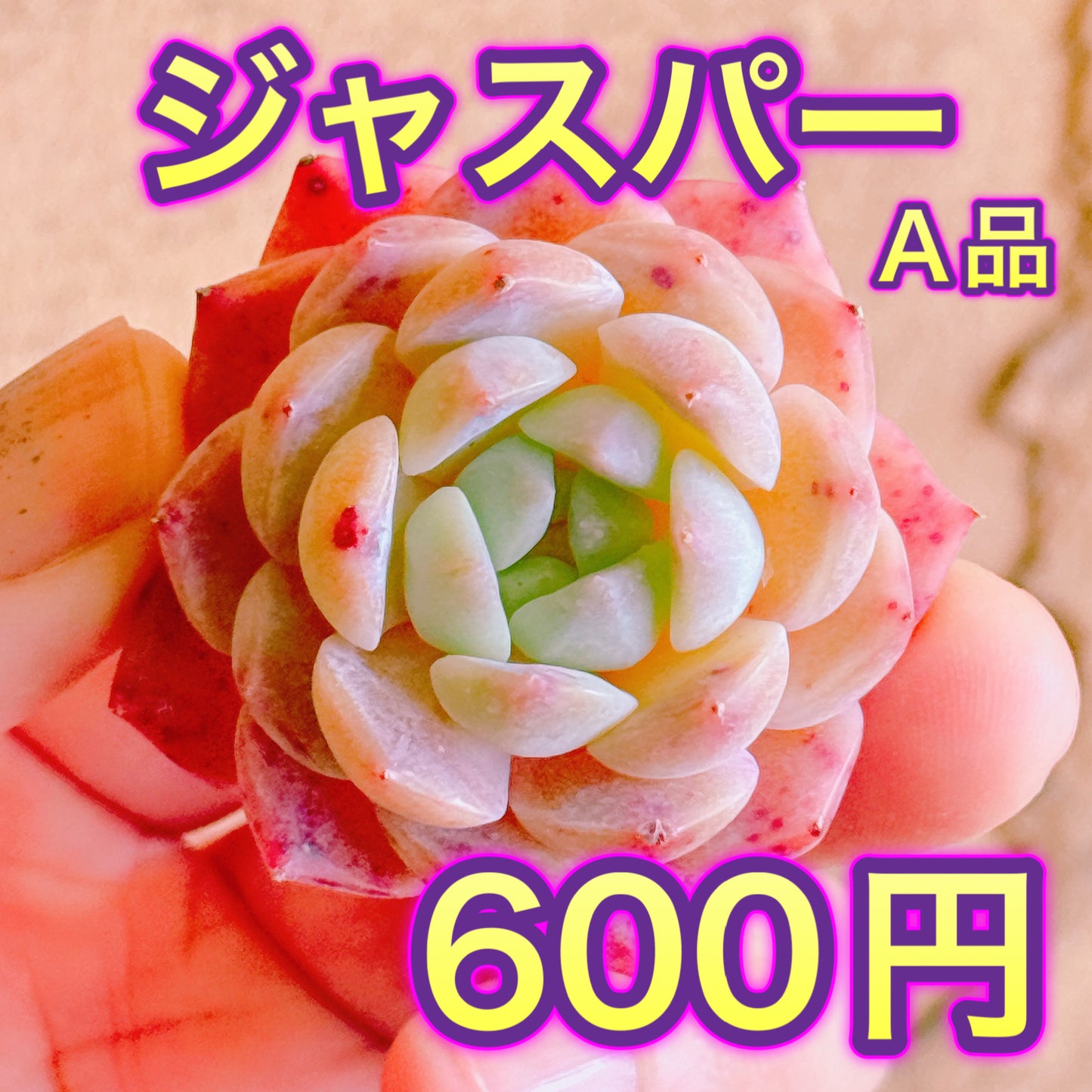 ジャスパー　A品　カット苗