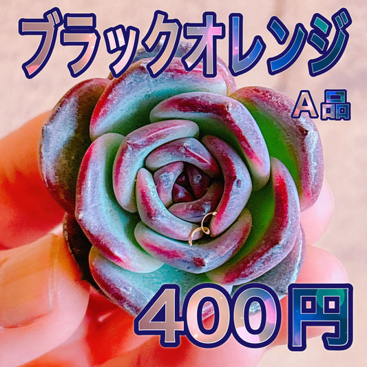 ブラックオレンジ　A品　カット苗