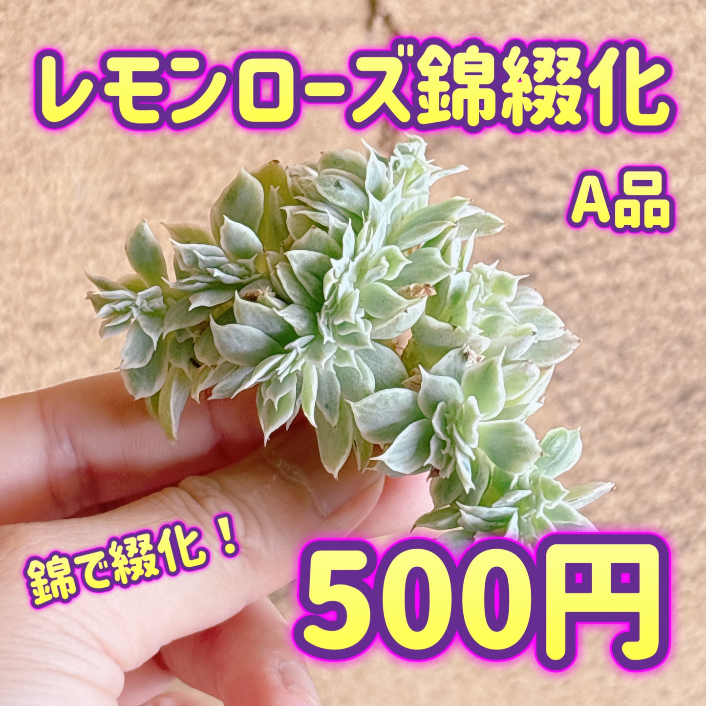 レモンローズ錦綴化　A品　カット苗