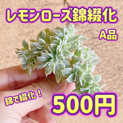 レモンローズ錦綴化　A品　カット苗