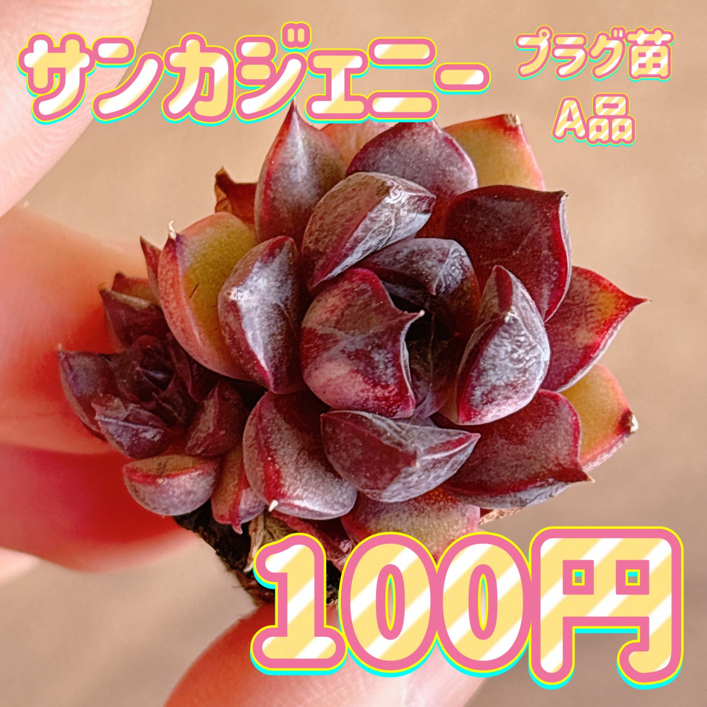 サンカジェニー　A品　プラグ苗
