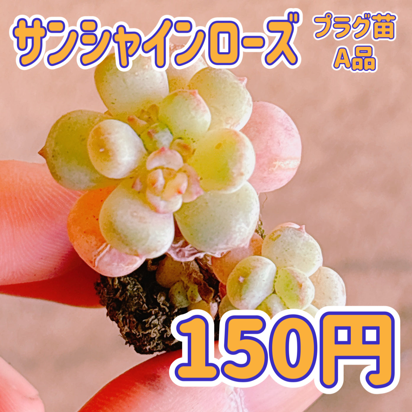 サンシャインローズ　A品　プラグ苗