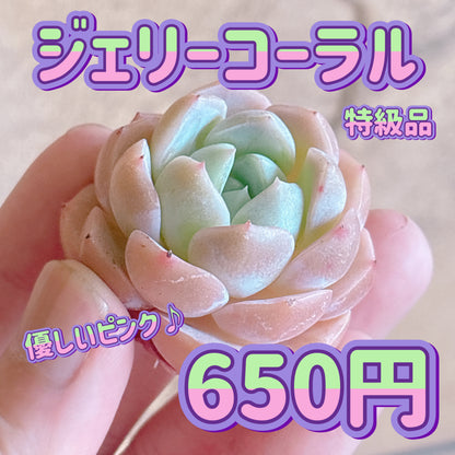 ジェリーコーラル　特級品　カット苗