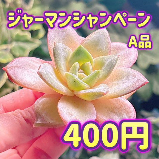 ジャーマンシャンペーン　A品　カット苗
