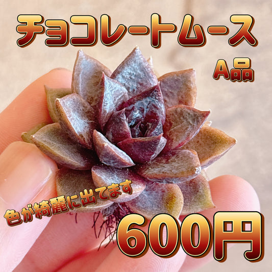 チョコレートムース　A品　カット苗