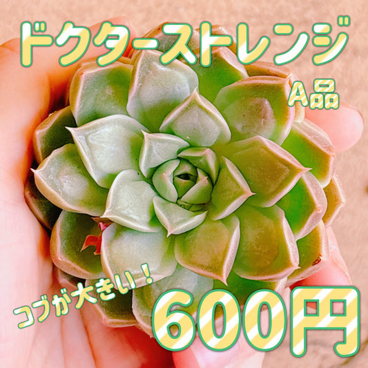 ドクターストレンジ　A品　カット苗