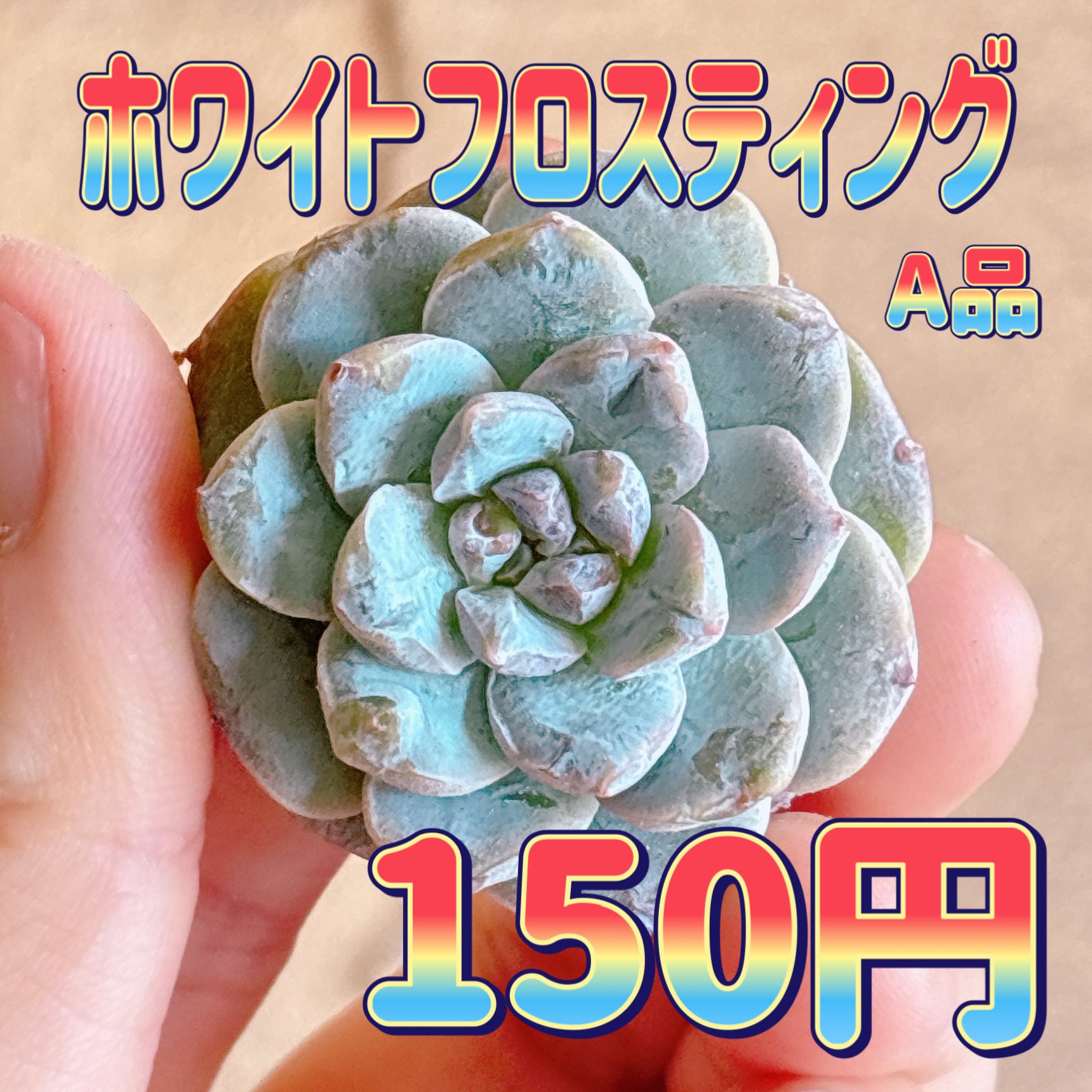 多肉植物の販売・通販サイト | Bull Succulent(ブルサキュレント)