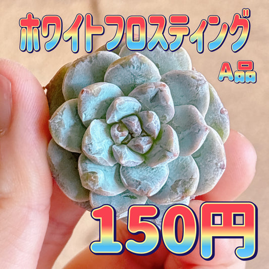 ホワイトフロスティング　A品　カット苗