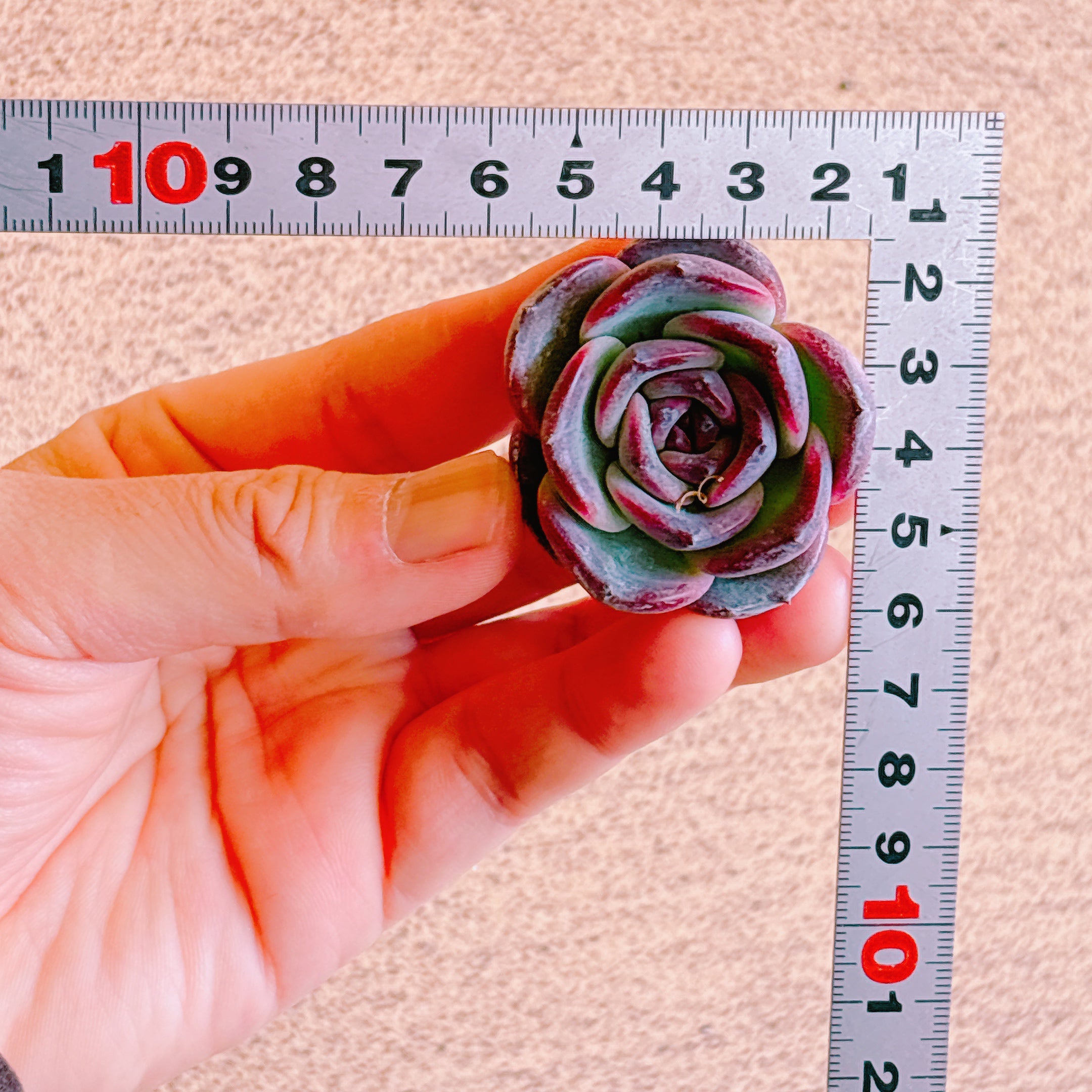 ブラックオレンジ A品 カット苗 – Bull Succulent