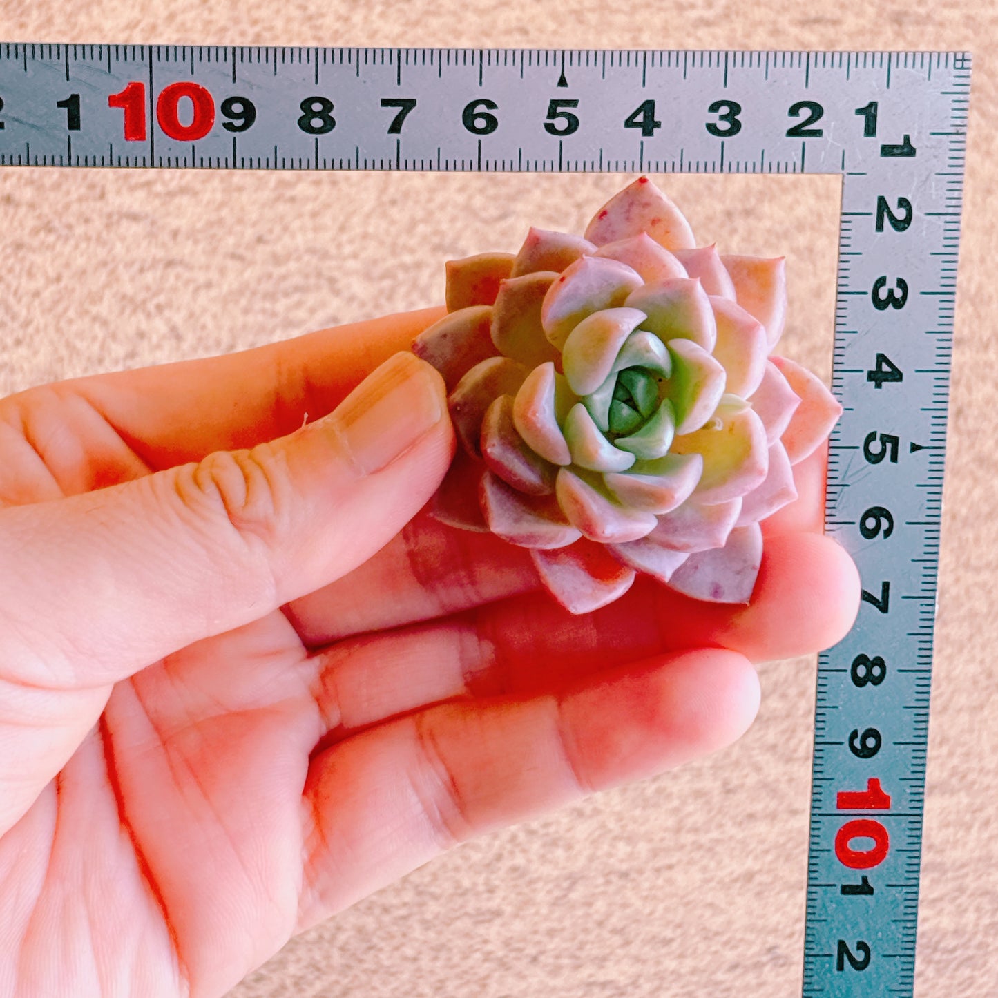 ホワイトデュース　A品　カット苗
