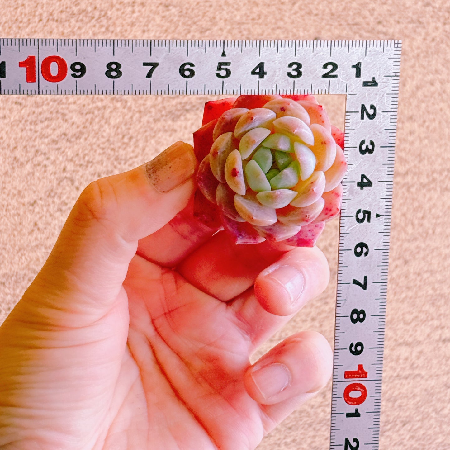 ジャスパー　A品　カット苗