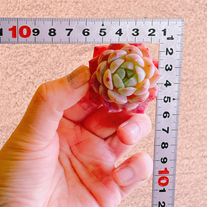 ジャスパー　A品　カット苗