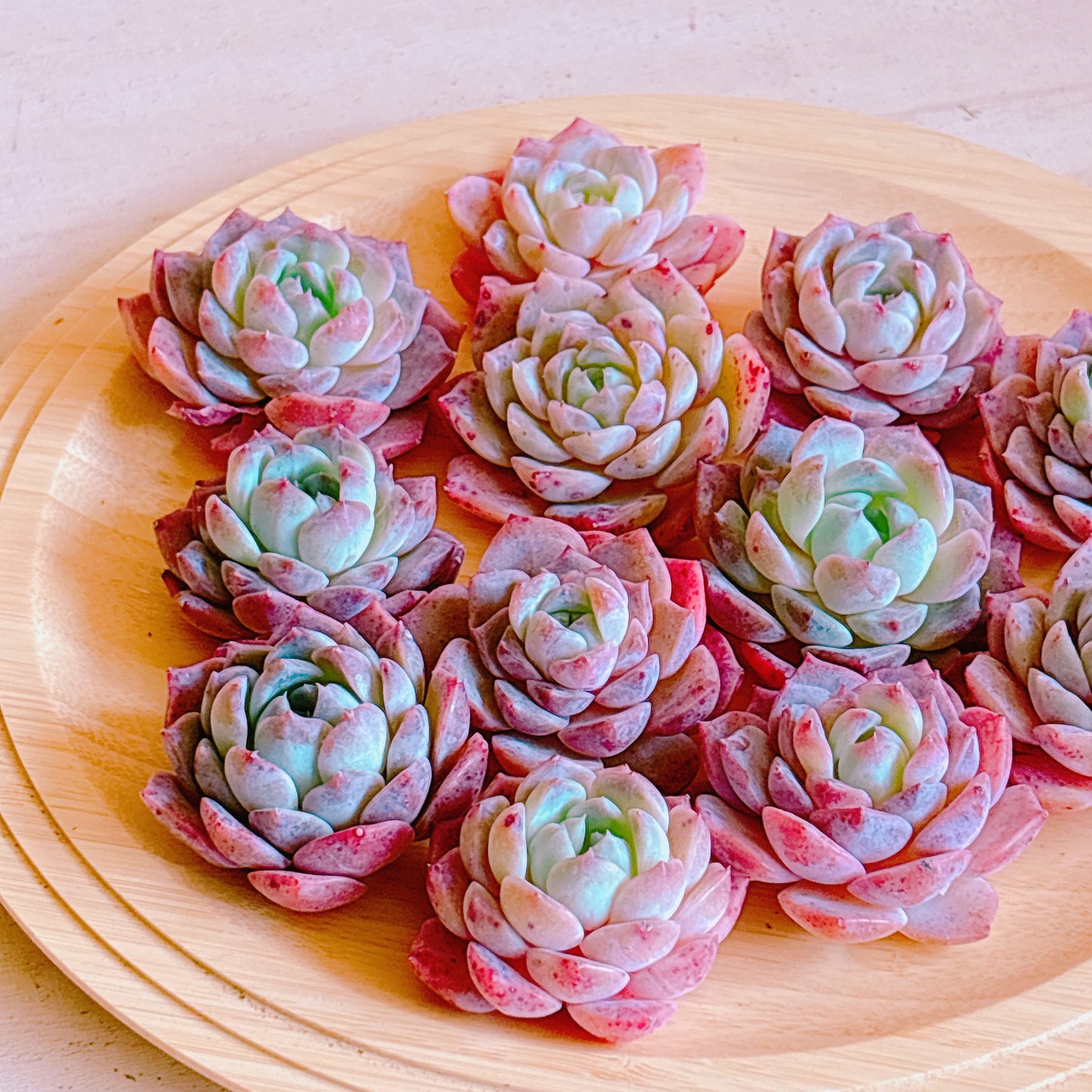 ジャスパー　A品　カット苗