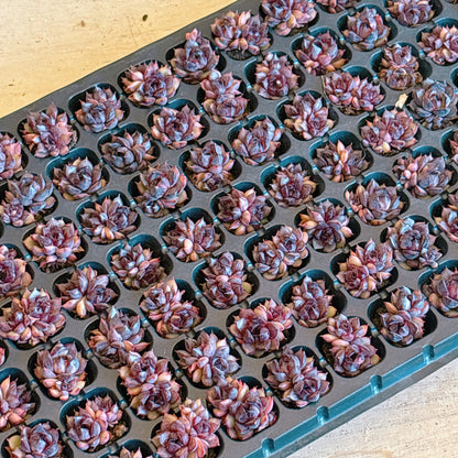 サンカジェニー　A品　プラグ苗