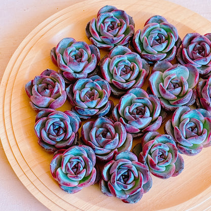 ブラックオレンジ　A品　カット苗