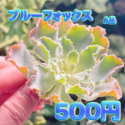 ブルーフォックス　A品　カット苗