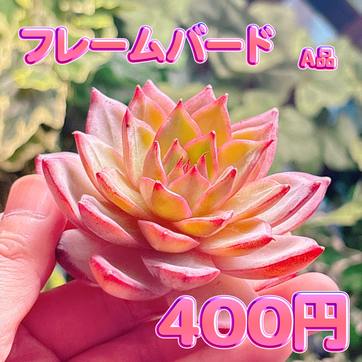 フレームバード　A品　カット苗