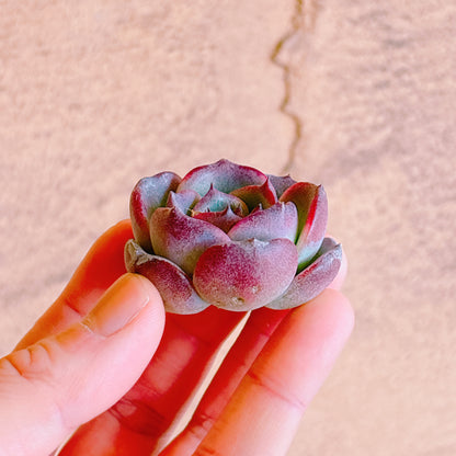 ブラックオレンジ　A品　カット苗