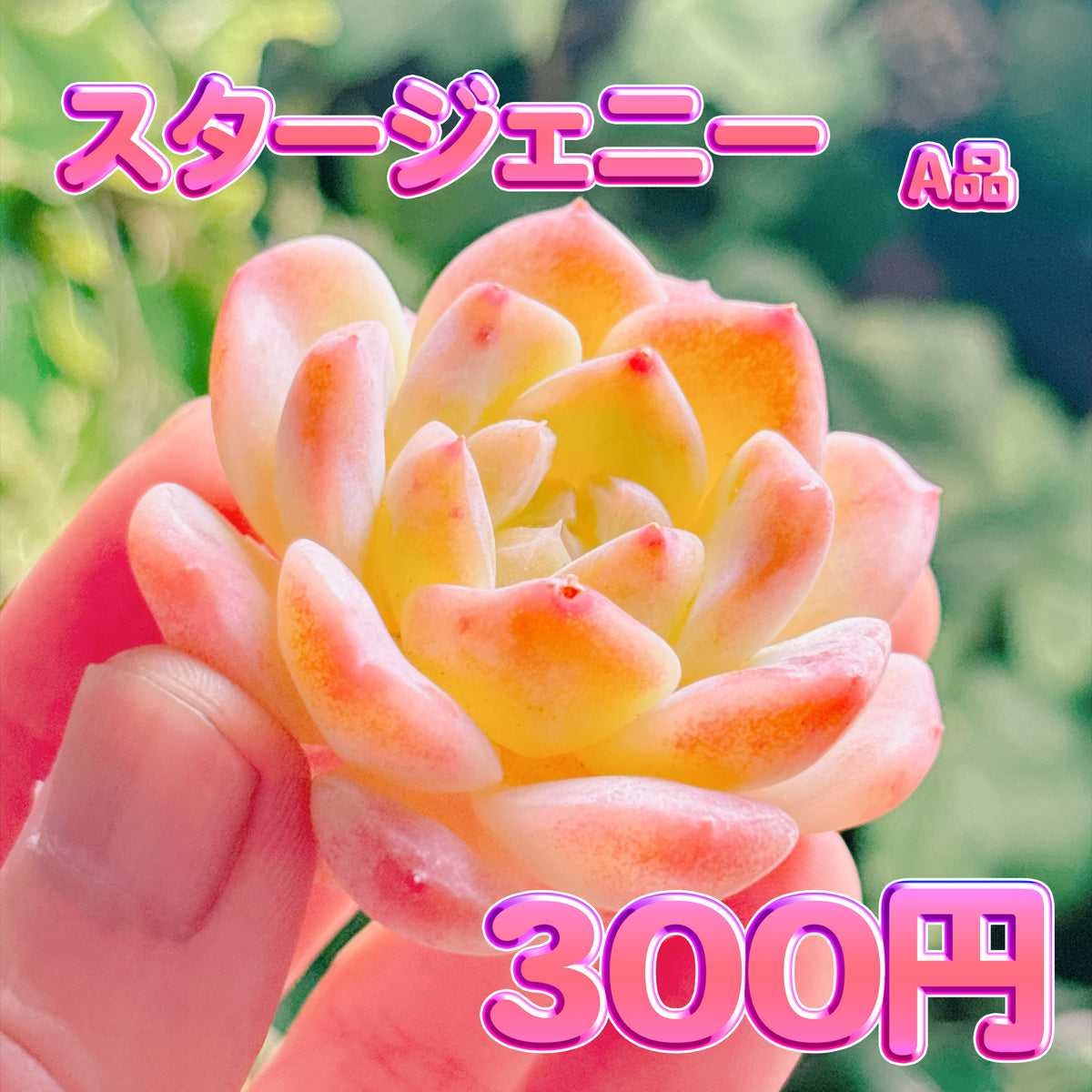 スタージェニー　A品　カット苗