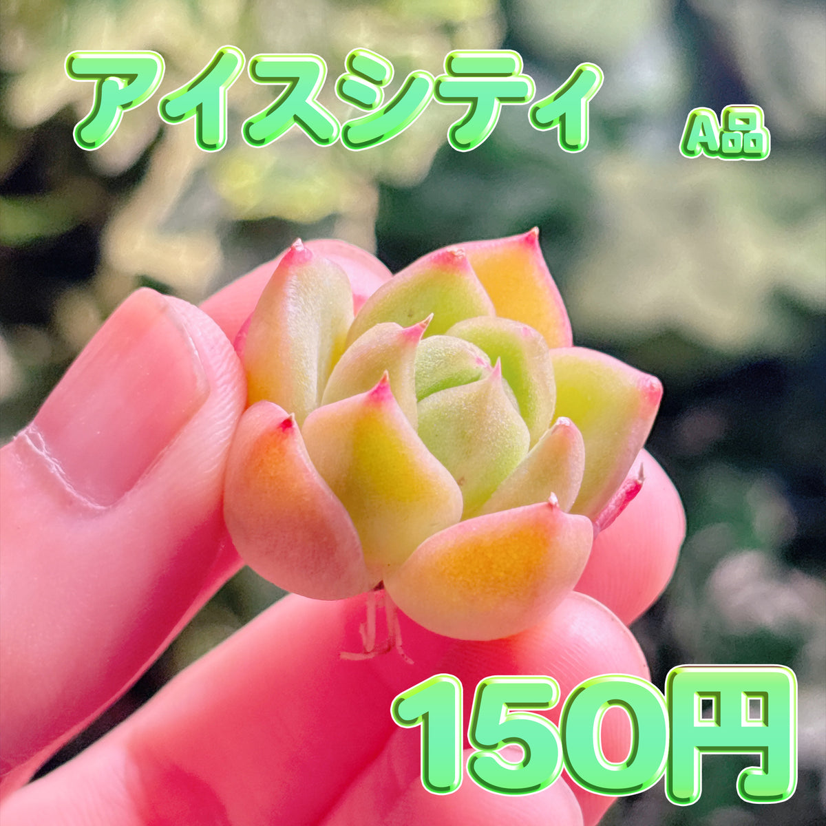 アイスシティ　A品　カット苗