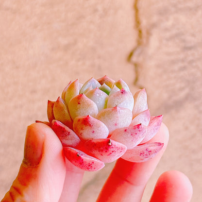 ジャスパー　A品　カット苗