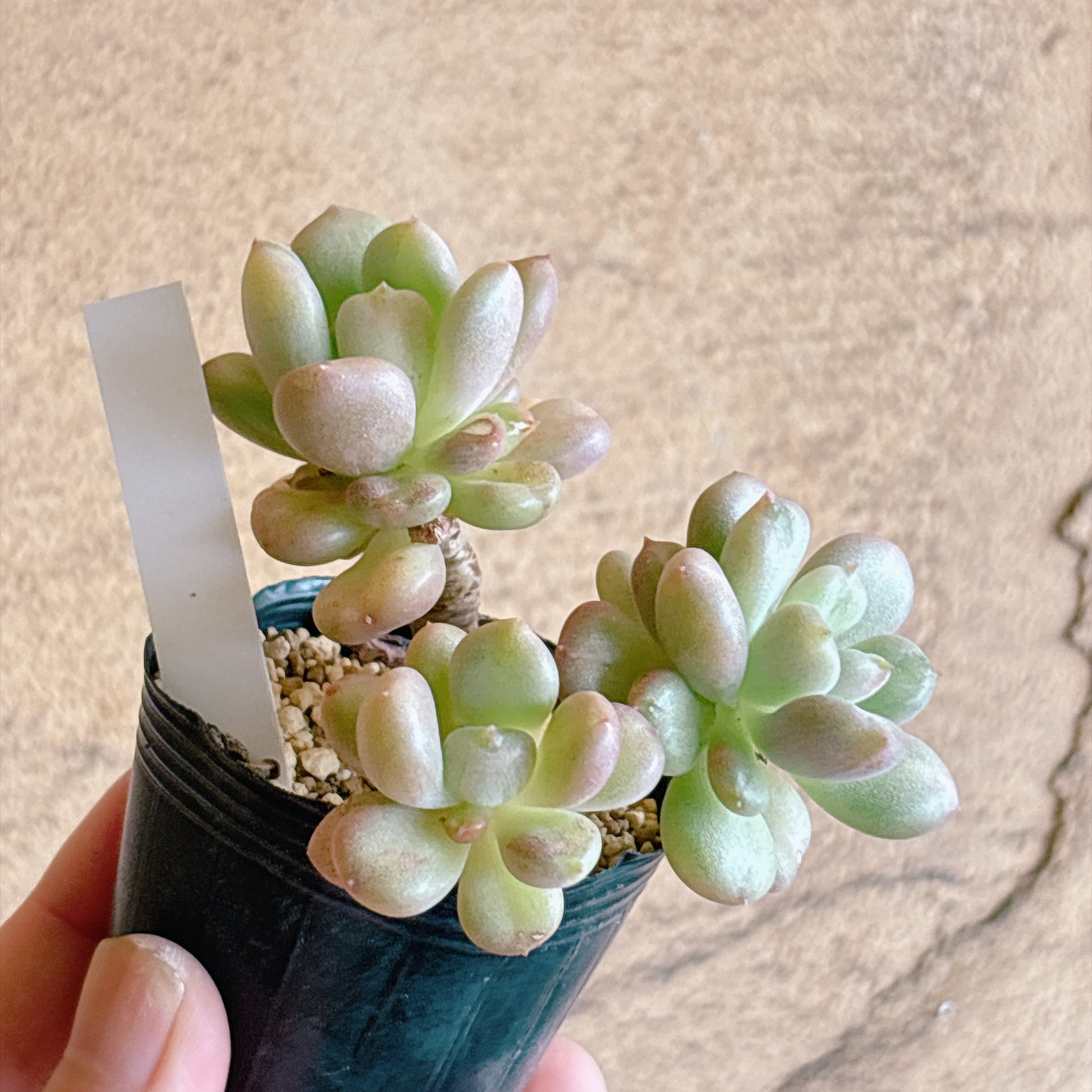 多肉植物