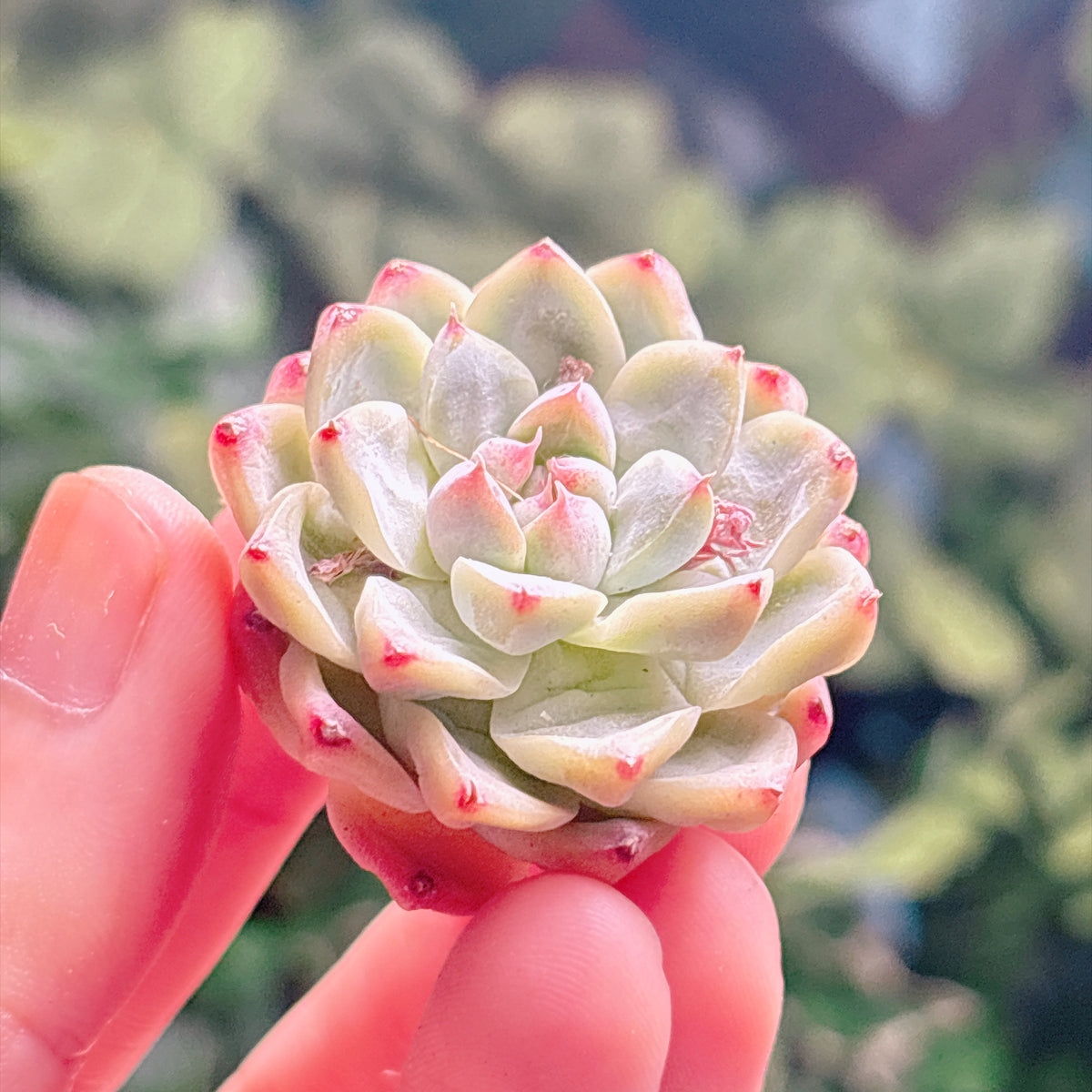 多肉植物