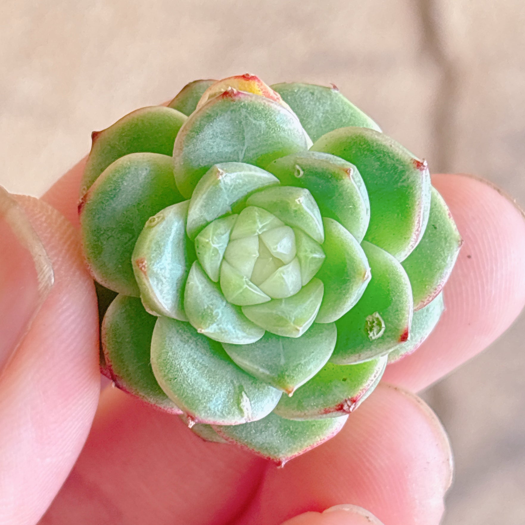 多肉植物