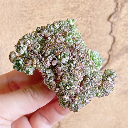 多肉植物