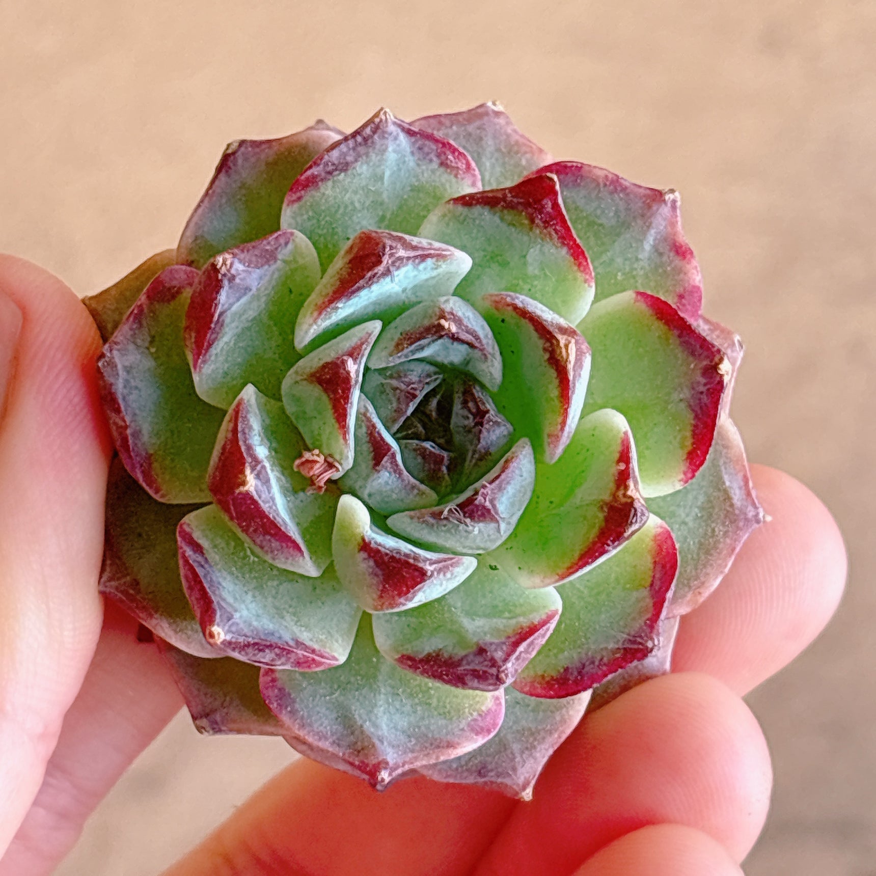 多肉植物の販売・通販サイト | Bull Succulent(ブルサキュレント)