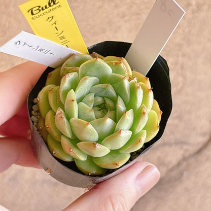 多肉植物