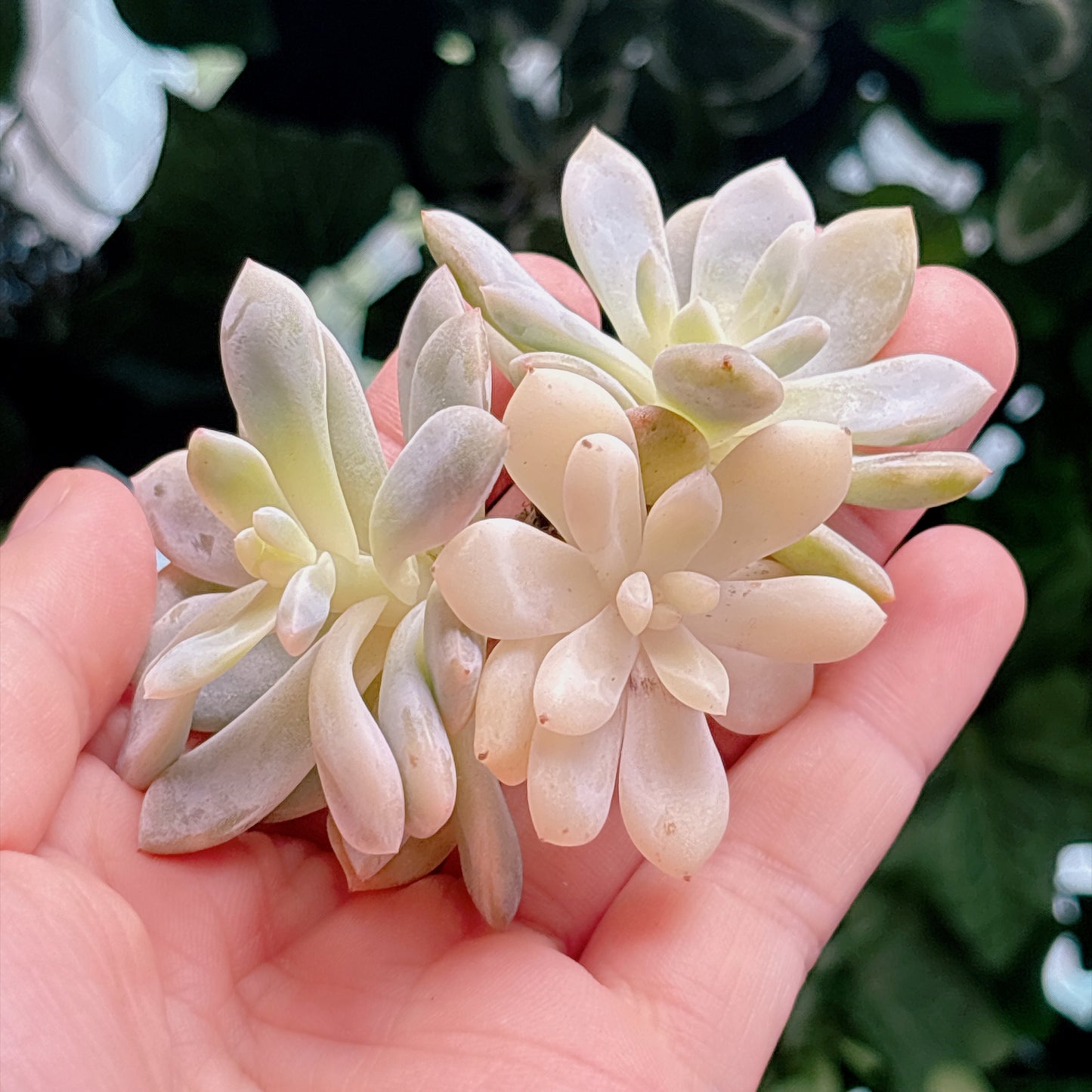 多肉植物
