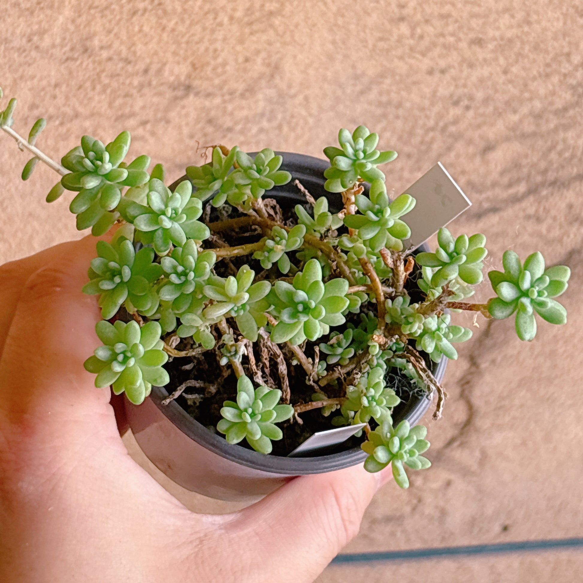 多肉植物