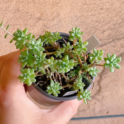 多肉植物