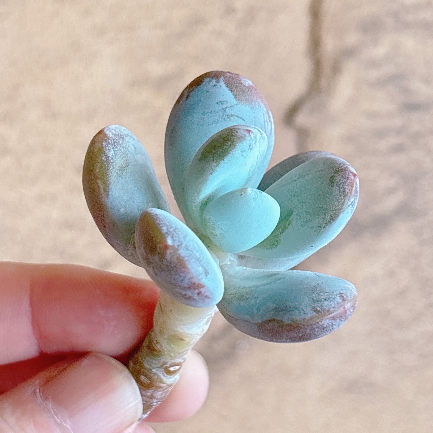 多肉植物